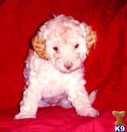 maltipoo puppy posted by NEW PUPPIES